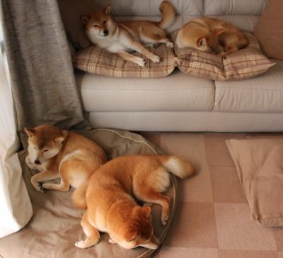 九游官网下载app下载-_极地冰雪极限车：雪原极速狂飙_，极地冰雪图片