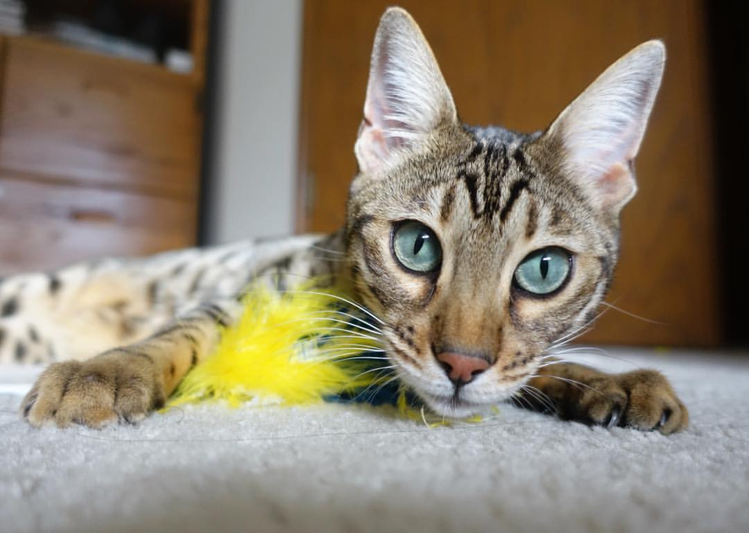 九游娱乐官方平台-_极限滑板竞速：城市街头的速度狂欢_，极限滑板车百科